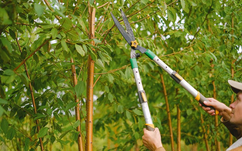 Tree trimming in Harrisville, NY